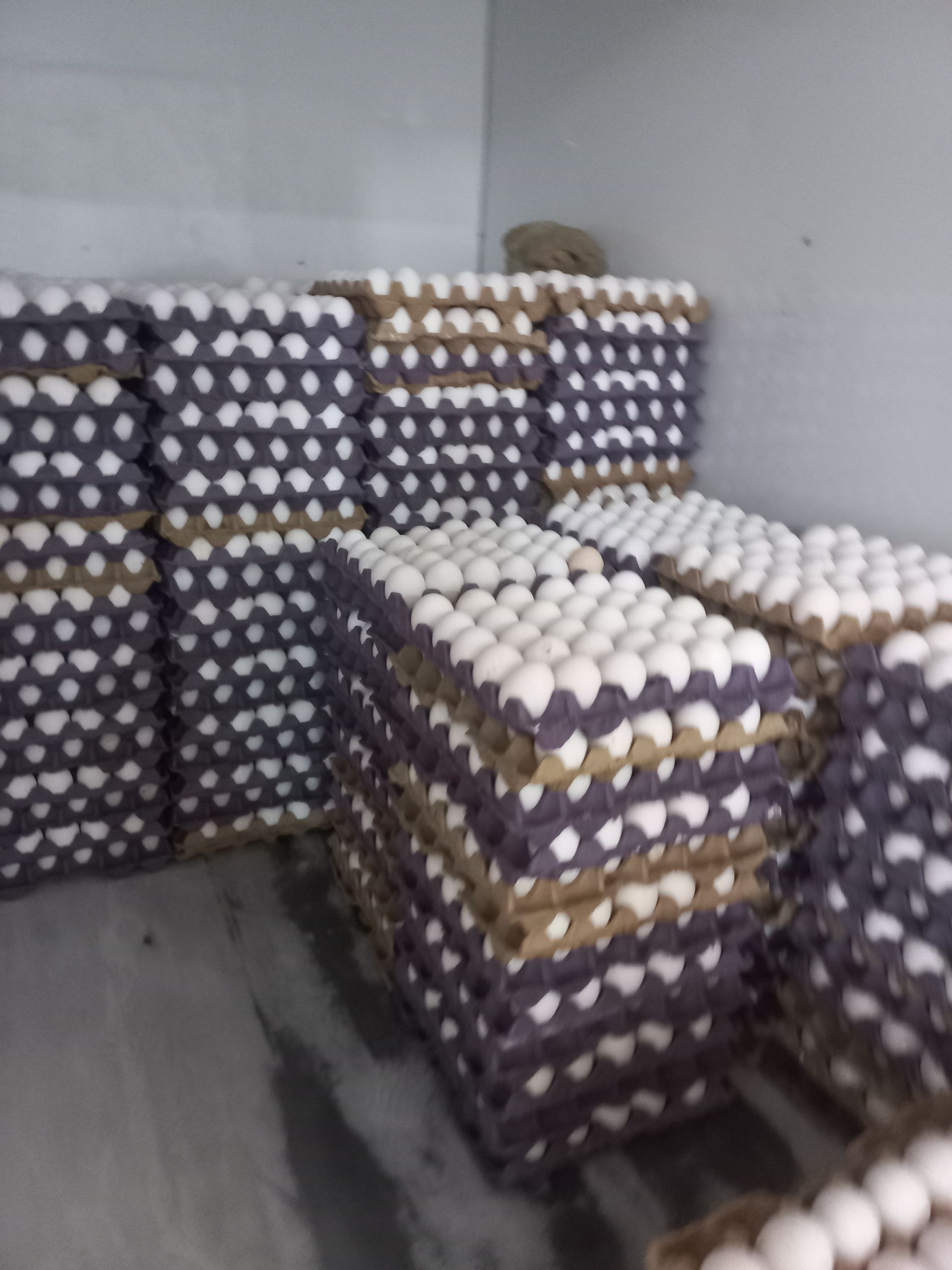 Улгуржи тухум с